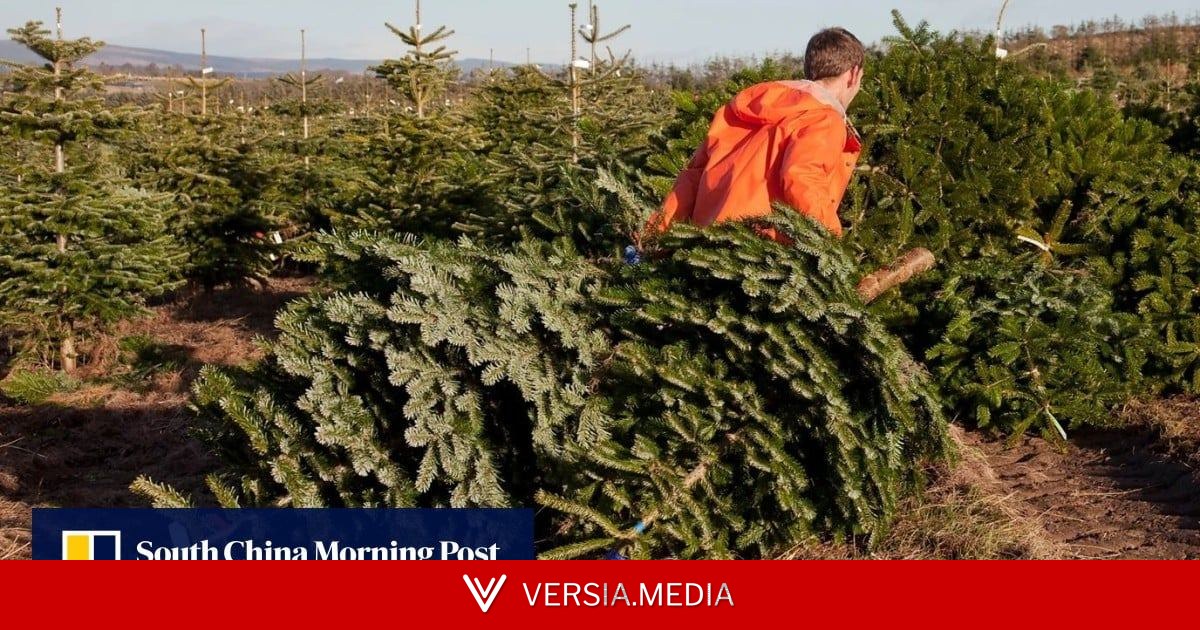 The loudest voices in US-China trade talks? Christmas tree growers