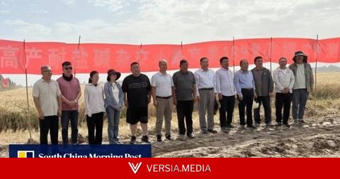 ‘Totally unexpected’: China’s trial Taklamakan Desert wheat yield doubles national average