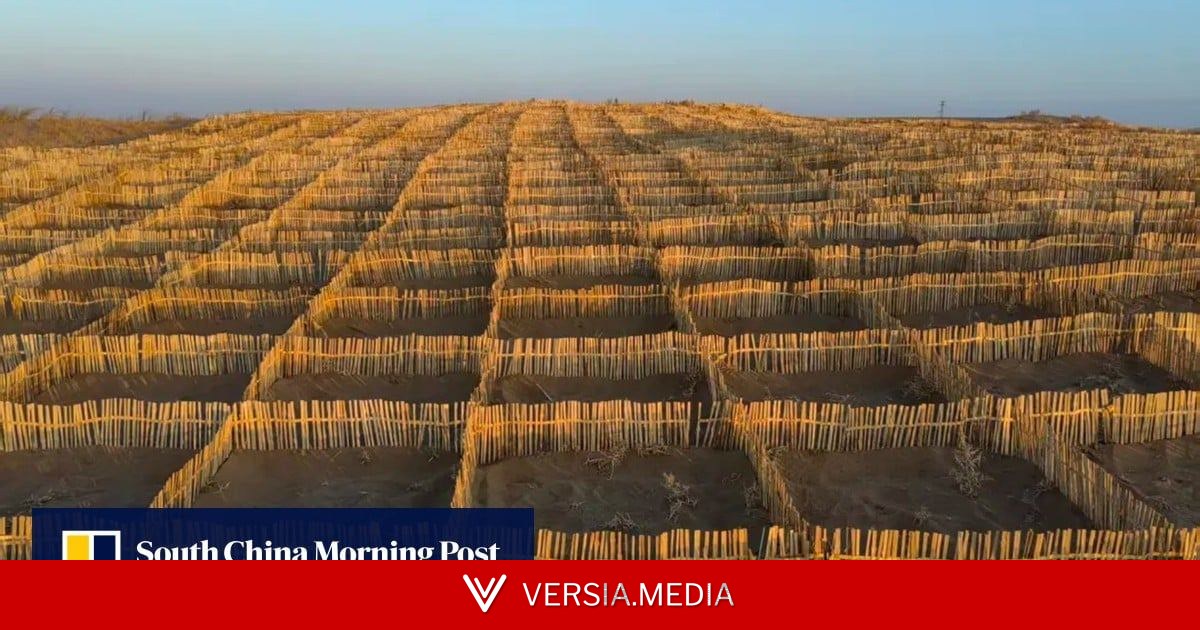 Chinese scientists turn to bamboo to strengthen the Great Green Wall