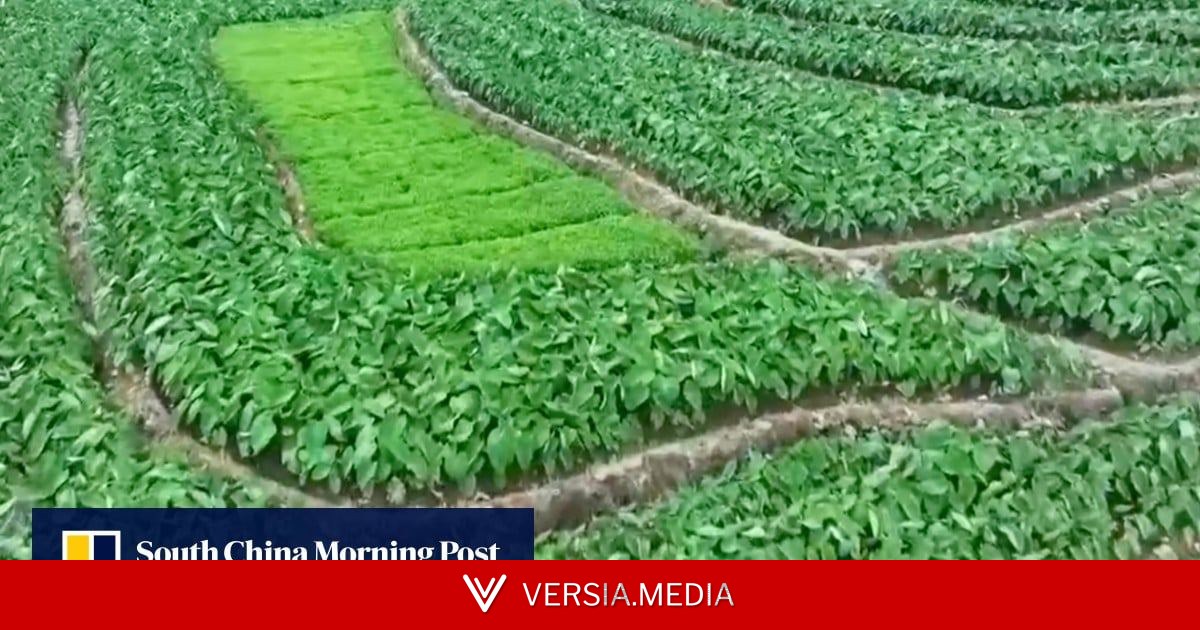 Food security: can drones and BeiDou put an end to ‘paper farming’ in China?