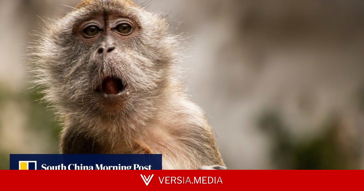 China’s lab monkey prices hit Covid-era highs on new drug R&D demand